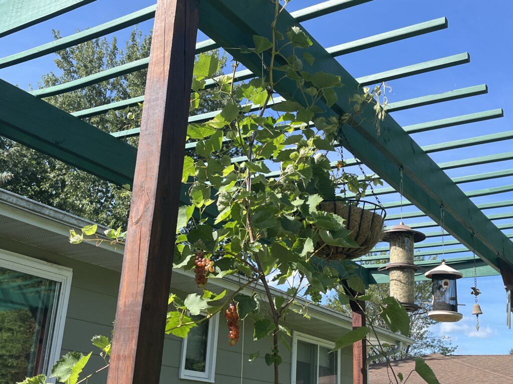 Grape on pergola